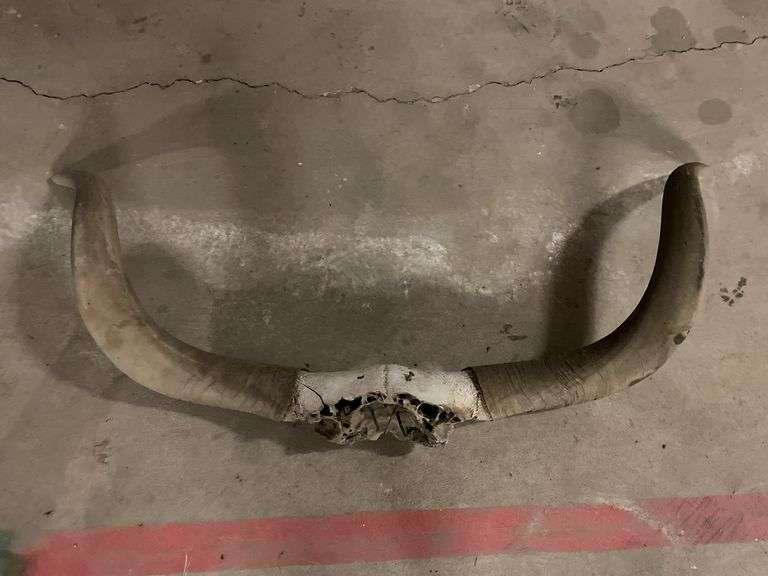 Set of Texas Longhorn horns image