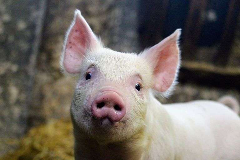 Half Hog Courtesy of Josh and Kelsey Schneider and Schneider Farms image
