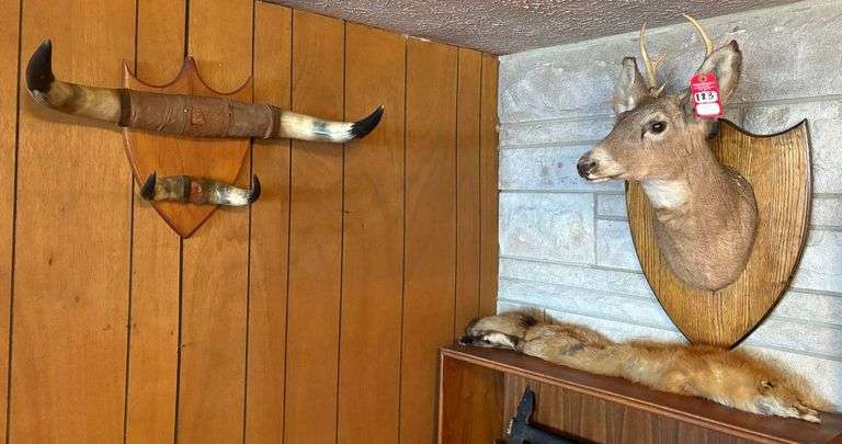 Taxidermy image