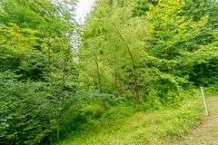 38+ Wooded Acres, Vacant Land Derby, IN
