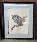 Screech Owl & Kestrel Ray Harm Framed Prints