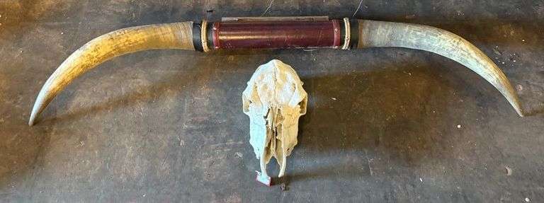 Texas Longhorn Display image