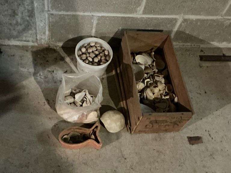 Collection of sea shells, and other image