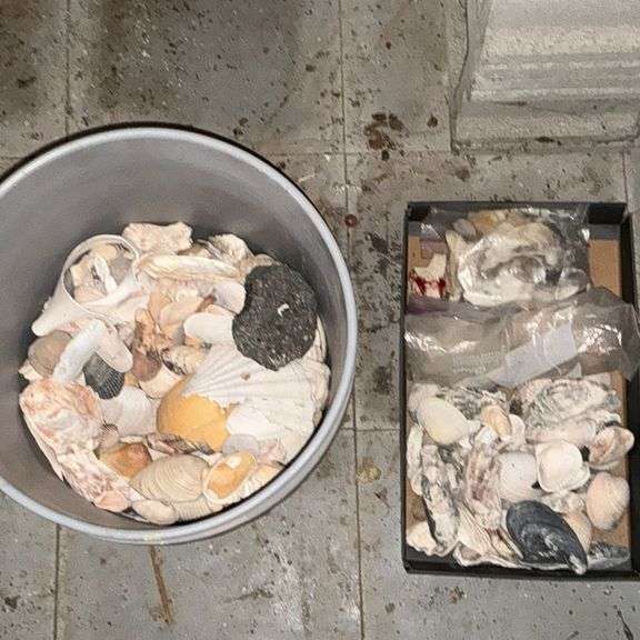 5 gallon bucket with seashells. image