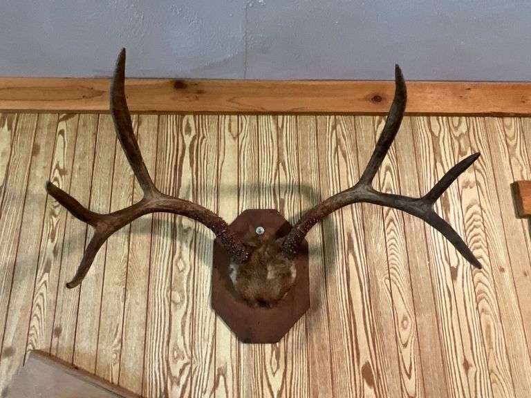 Mule deer mount 26" W image