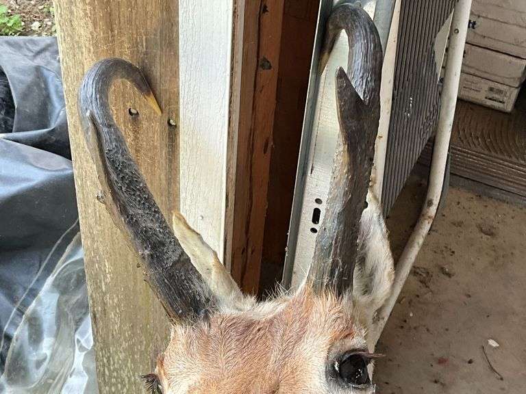Antelope mount with damage
