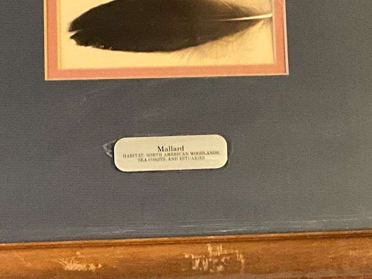Mallard duck print with feather, 18" x 23".