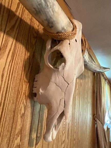 Long horn skull