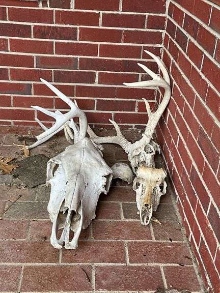Cow skull, deer skull and antlers