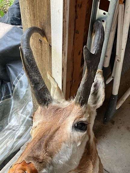Antelope mount with damage