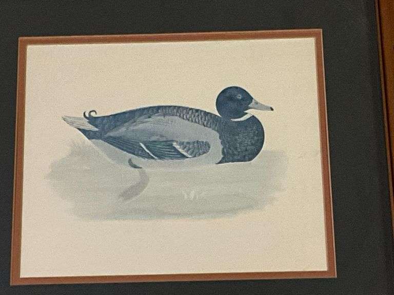 Mallard duck print with feather, 18" x 23".