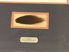 Mallard duck print with feather, 18" x 23".