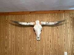 Long horn skull