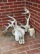 Cow skull, deer skull and antlers