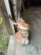 Antelope mount with damage
