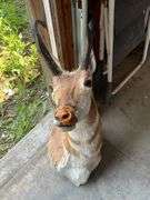 Antelope mount with damage