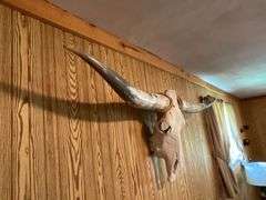 Long horn skull
