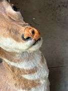 Antelope mount with damage
