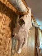 Long horn skull
