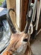Antelope mount with damage
