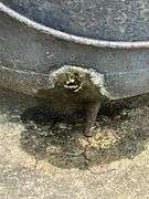 Cast iron kettle, has drain holes, 29" W