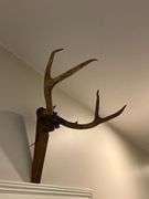4-point deer antlers