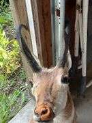 Antelope mount with damage