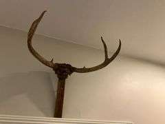 4-point deer antlers