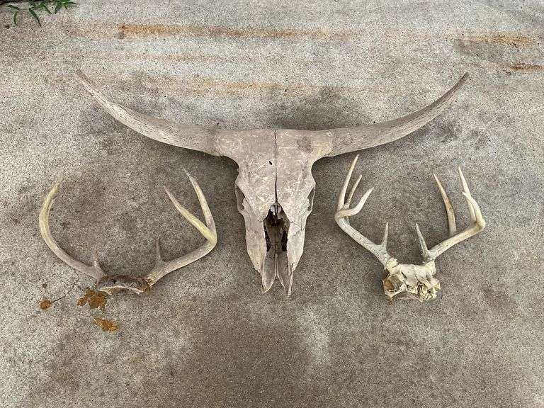 Deer antlers and cow skull image
