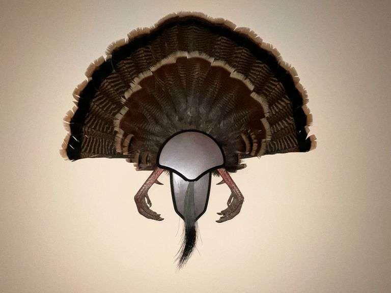 Turkey fan mounted on board with beard and feet image