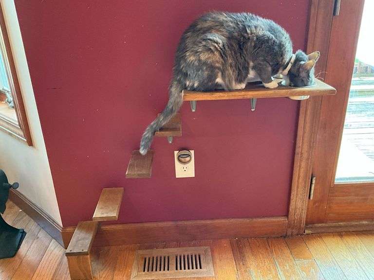 Cat steps with food and water bowl image