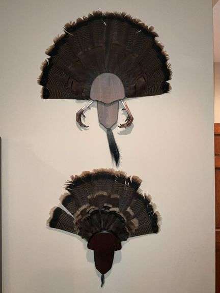 Turkey fan mounted on board with beard and feet image
