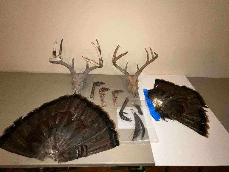 Deer antlers, turkey fans, turkey feet and beards image