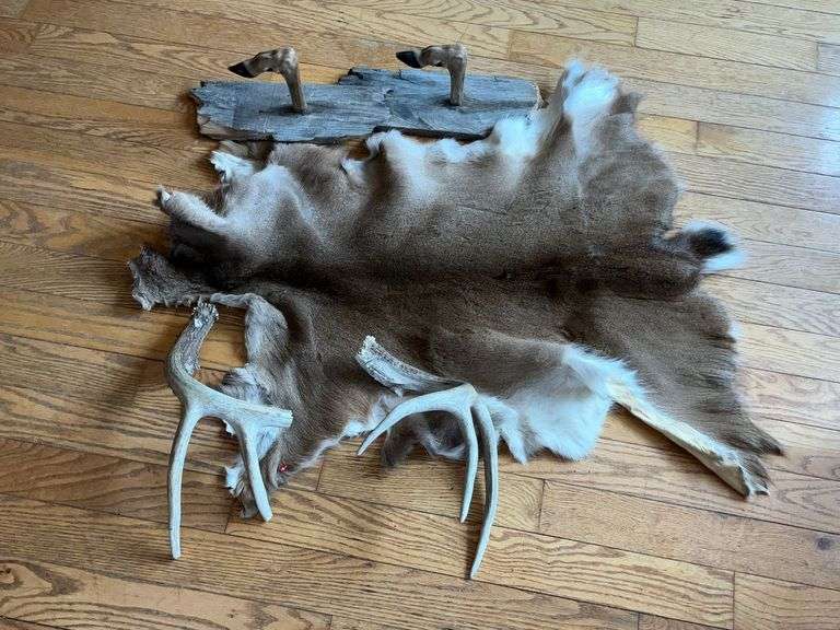 Whitetail deer hide, antlers and mounted feet image