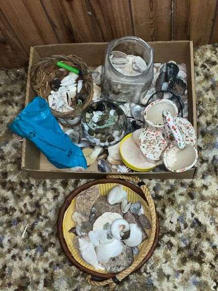 Assortment of seashells image