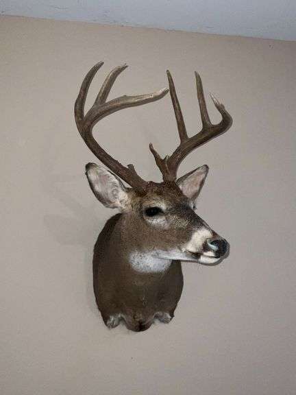 10-point whitetail deer mount image