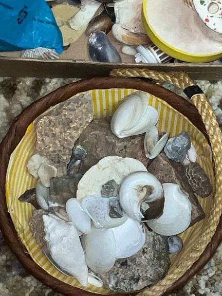 Assortment of seashells