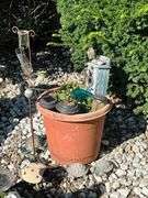 Yard art, turtles, hen/chicks