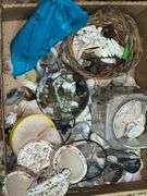 Assortment of seashells