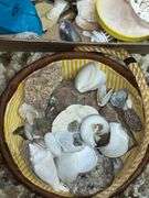 Assortment of seashells