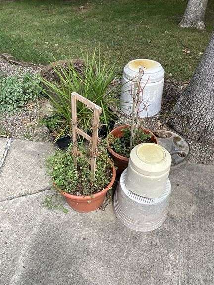 Assortment of garden plants and flower pots image