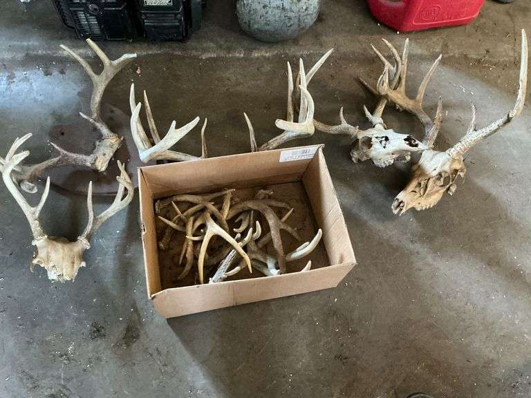 Deer antlers image