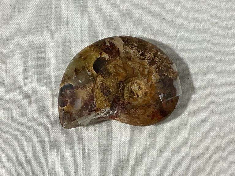 Ammonite fossilized pre-historic image