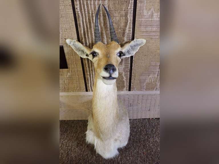 South African Reed Buck Taxidermy image