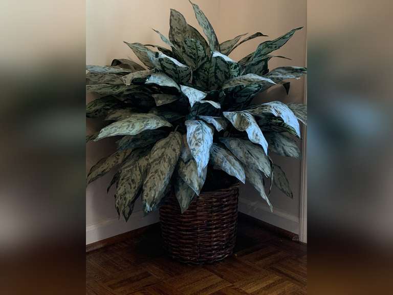 LARGE WOVEN BASKET WITH SILK GREENERY - FOYER image