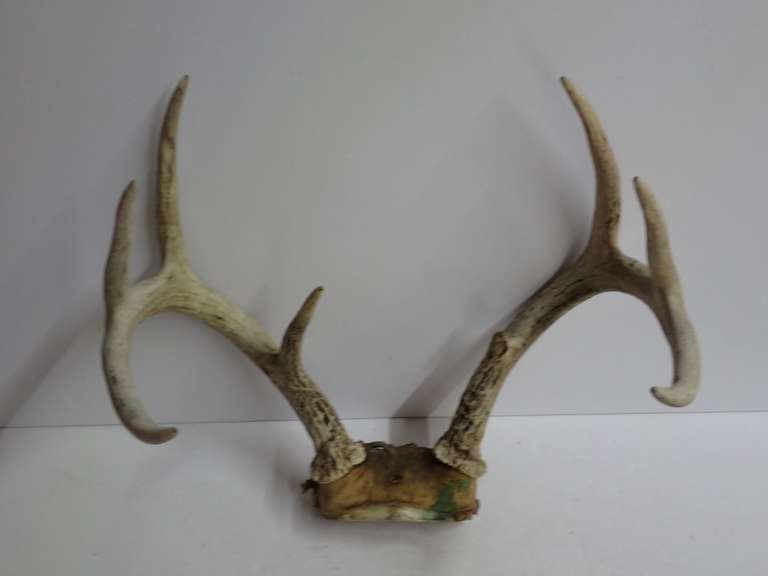 Deer Antlers image
