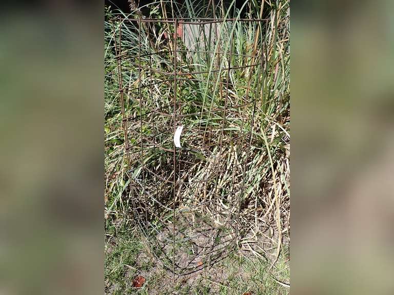 Large Heavy Duty Metal Tomato Cage image