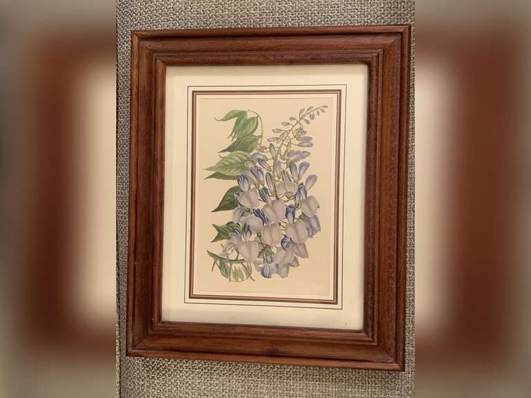 VINTAGE HAND COLORED PRINT OF CONSEQUA'S WISTERIA IN HANDMADE WOOD FRAME FROM ITALY 11X13 - LIVING ROOM image
