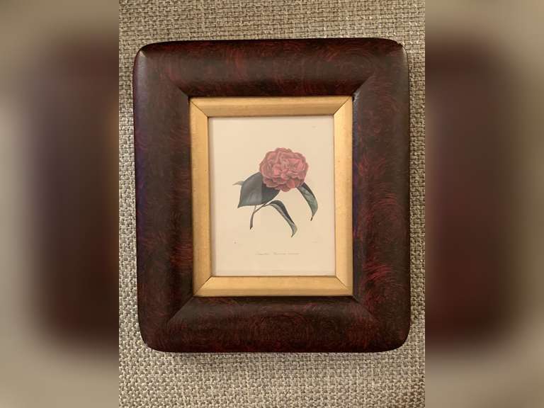 ANTIQUE WALL ART ENGRAVING OF PINK CAMELLIA BY JOHANN JAKOB JUNG 7 1/2" X 8 1/2" - LIVING ROOM image