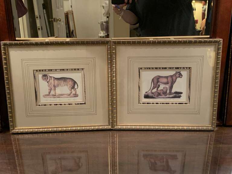 PAIR VINTAGE NICELY FRAMED/MATTED COLORED PRINTS/LITHOGRAPHS - FELIS LEO FAEMMINA -LIONESS & CUB AND FELIS TIGRIS - BENGAL TIGER 14" X 12" - UP MASTER BED image